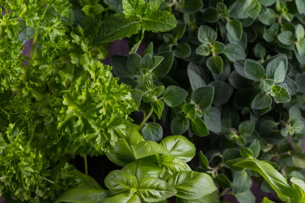 Otthoni kertből friss fűszernövények — Stock Fotó