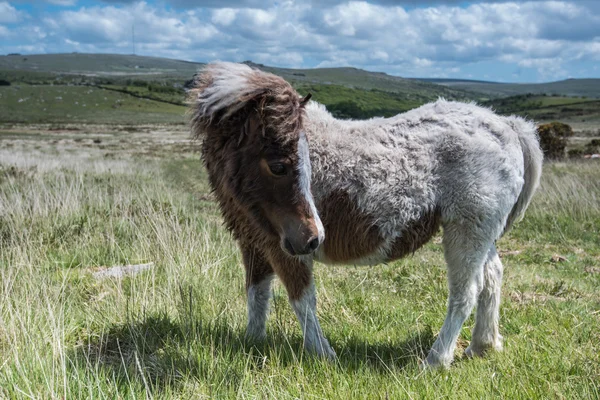 Wild ponny horse grazing in moor land — Stock Photo, Image