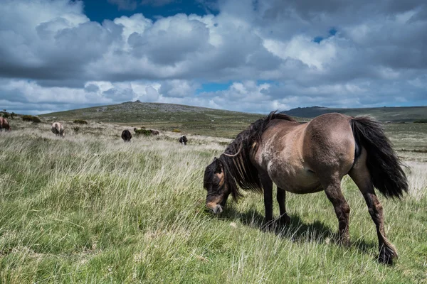 Wild Pony Horse Grazing Beautiful Landscape Devon Dartmoor — Stock Photo, Image