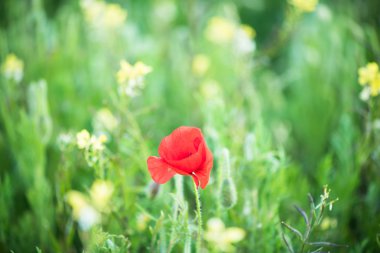 Haşhaş çiçek ile yaz çayır arka plan bulanıklık