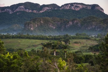 Küba'da Vinales Vadisi'nde mogote peyzaj.