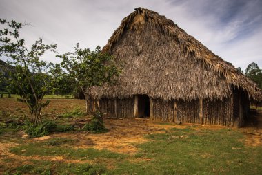 Tobacco plantation in Vinales Valley,Cuba.