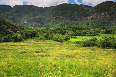 Küba'da Vinales Vadisi'nde mogote peyzaj.