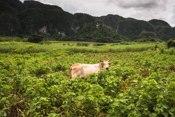 Landschap van mogote in Viñales vallei in Cuba. — Stockfoto