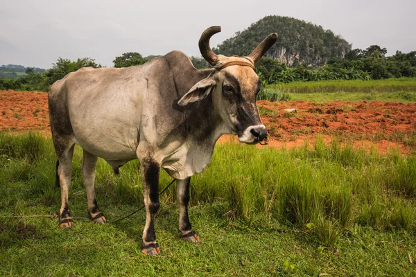 Koe in de vallei van Viñales in Cuba. — Stockfoto