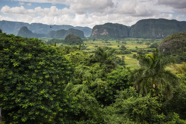 Landschap van mogote in Viñales vallei in Cuba. — Stockfoto