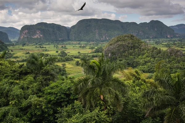 Panoramisch uitzicht over het landschap met mogotes in Cuba — Stockfoto