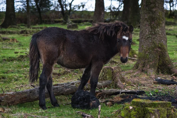 Divoký Poník Koně Pasoucí Podzimním Lese Národní Park Dartmoor — Stock fotografie
