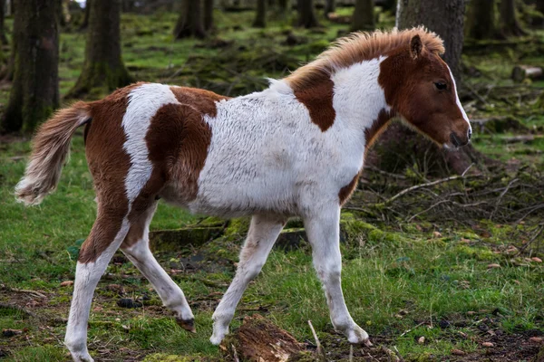 Divoký Poník Koně Pasoucí Podzimním Lese Národní Park Dartmoor — Stock fotografie