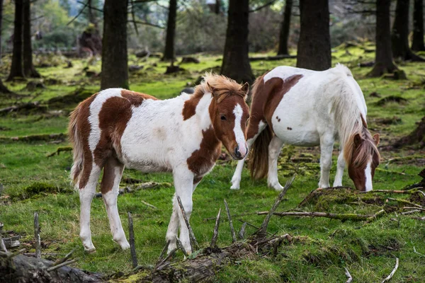 Caballo pony salvaje pastando en bosque otoñal —  Fotos de Stock