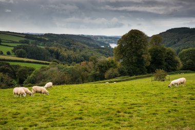 kırsal İngiltere'de sonbahar, kırsal manzara