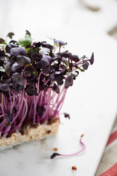 Purple radish fresh shoots — Stock Photo, Image