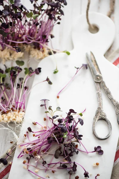 Germogli freschi di ravanello viola — Foto Stock