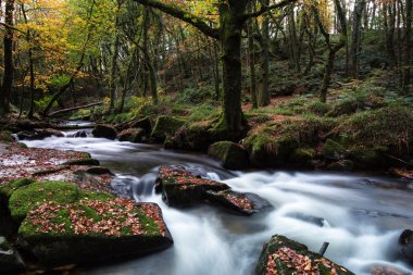 ormandaki nehir ile afall