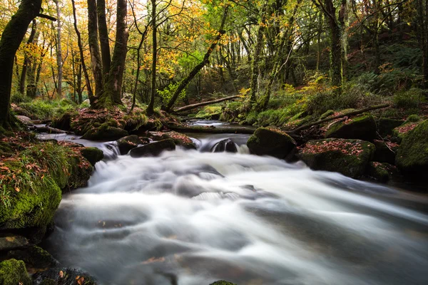 Forest creek med höstträd — Stockfoto