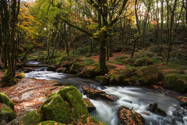 Paysage d'automne dans les bois sauvages — Photo