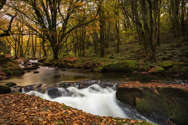 Bewegung verschwimmt Bach im Wald — Stockfoto