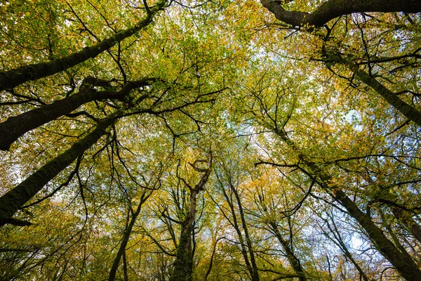 Podzimní listí na větvích nad sky — Stock fotografie