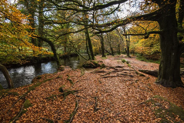 Sonbahar ormanda yama