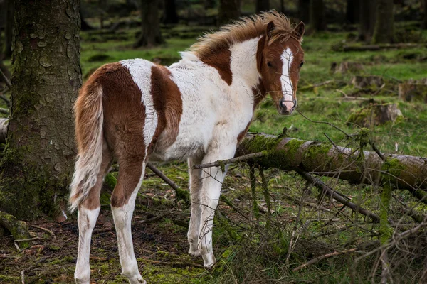 Pâturage de chevaux de poney sauvage dans la forêt d'automne — Photo
