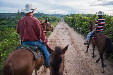 Vinales Valley, Küba - 24 Eylül 2015: riddin yerel kovboylar