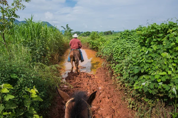 Viñales Valley, Cuba - 24 September 2015: Lokale Cubaanse coutrysi — Stockfoto