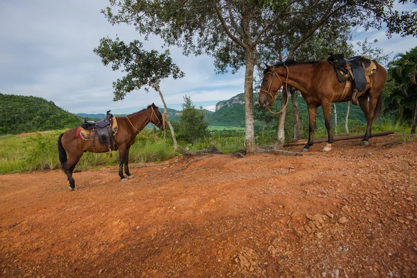 Paarden op de heuveltop in Viñales Valley, Cuba — Stockfoto