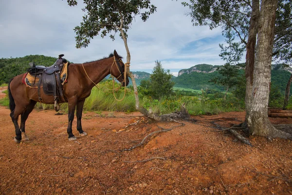 Horses on hill top in Vinales Valley, Cuba — Stock Photo, Image