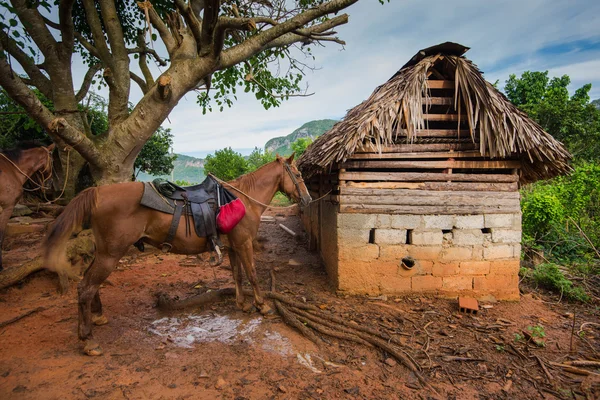 ビニャーレス渓谷、キューバの丘上に馬 — ストック写真