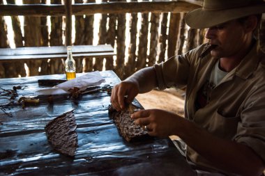 Vinales Valley, Küba - 24 Eylül 2015: Genç Küba çiftçi ma