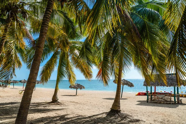 Yaz plaj manzarası palmiye yaprakları arkasından — Stok fotoğraf