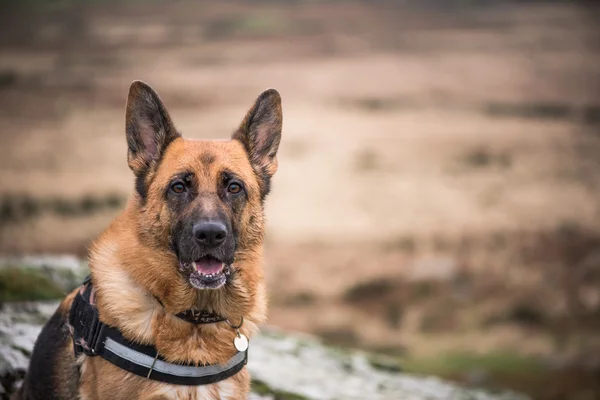 Working doog alsatian portrait outdoor — Stock Photo, Image