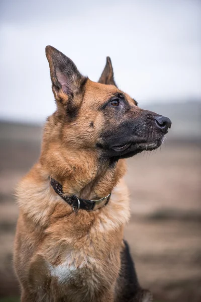 Pastor alemán perro de seguridad buscando — Foto de Stock