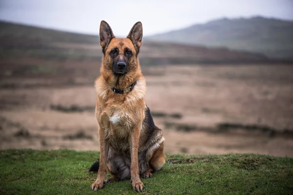 Ritratto di cane pastore tedesco — Foto Stock