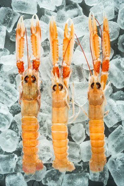 얼음에 신선한 langoustine — 스톡 사진