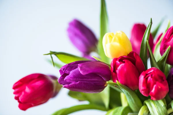 Bando de tulipas frescas da primavera — Fotografia de Stock