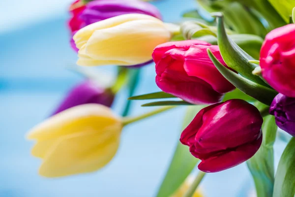Bando de tulipas frescas da primavera — Fotografia de Stock