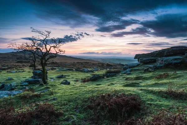 Árvore solitária ao pôr do sol em Dartmoor Park, Reino Unido — Fotografia de Stock