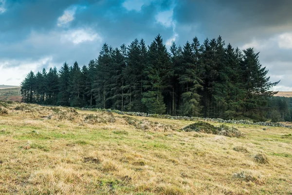 Dziki Las w Dartmoor Park, Wielka Brytania — Zdjęcie stockowe