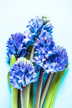 Masada yukarıdaki mavi hyacint