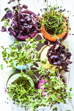 Paskalya yumurta kabuğunda büyüyen taze sağlıklı sprouth