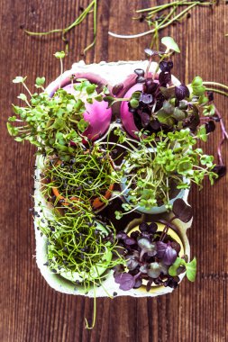 Yukarıdan Paskalya yumurta kabuğu olarak, Yonca filizi