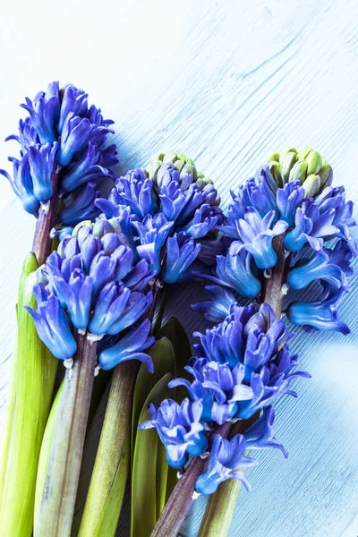 테이블 위에서 블루 hyacint — 스톡 사진