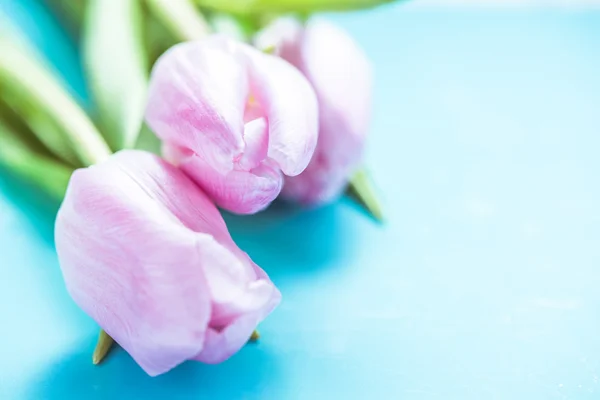 Rosa tulpaner på pastell blå bakgrund — Stockfoto