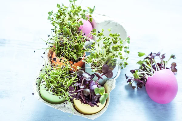 La semilla sana brota en cáscara de huevos de Pascua, desde arriba — Foto de Stock