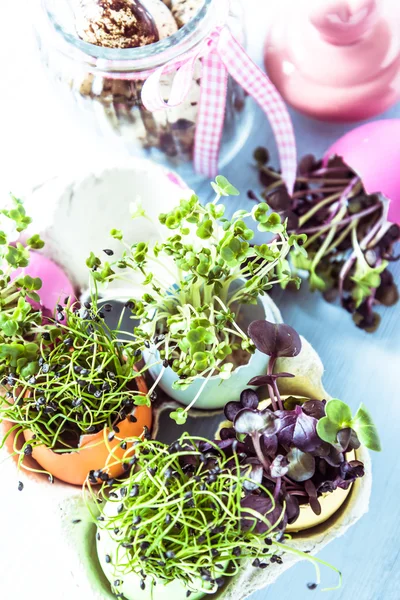 Pěstování zdravé klíčky v Easter egg shell, diety koncepce — Stock fotografie