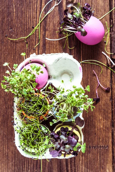 Brotes de alfalfa en cáscara de huevos de Pascua, desde arriba — Foto de Stock