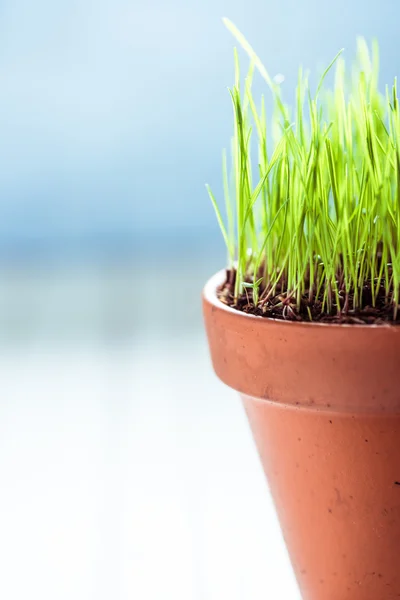 Ceramic pot with fresh spring grass — Stock Photo, Image