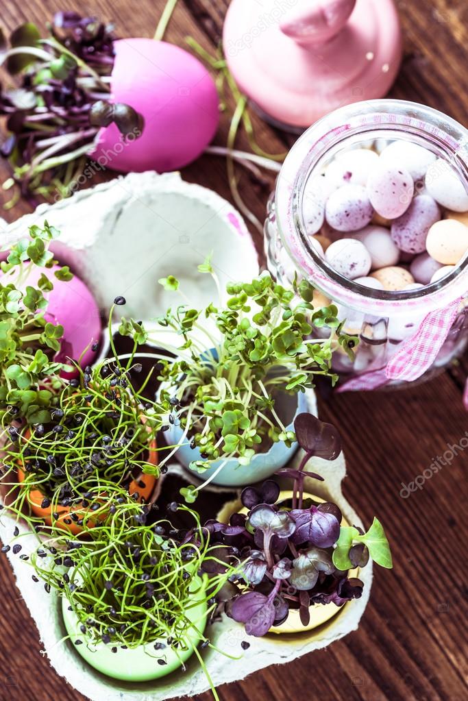 Alfalfa sprouts in Easter eggs shell, from above