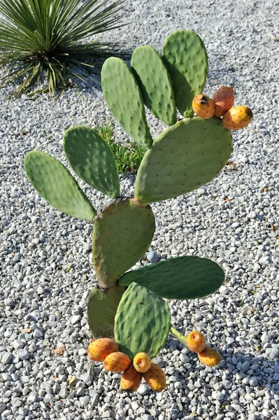 Cactus con frutti succosi — Foto Stock